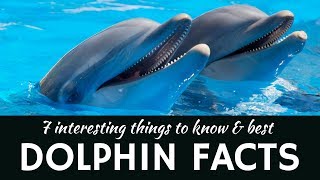 Dolphins: 7 Fun Facts about Aquatic Animals and Mammals