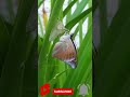 Butterfly Videos #Tiktok #butterfly #shorts | Flying Butterfly Videos 11