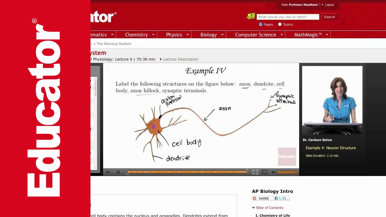 Neuron Structure - YouTube