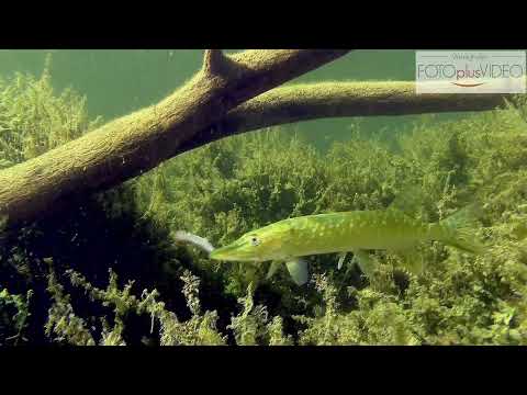 Hecht auf der Jagd