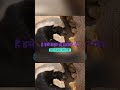 animal short