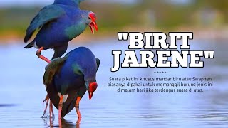 Suara Pikat Mandar Biru Jarene Cilamaya, Sangat Ampuh ! Swamphen