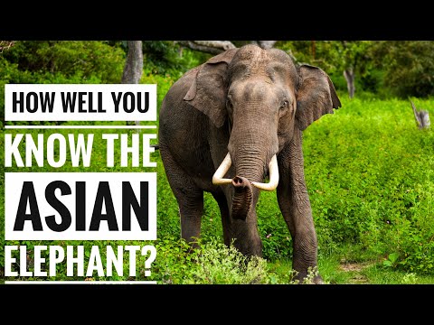 Asian elephant || Description, Characteristics and Facts!