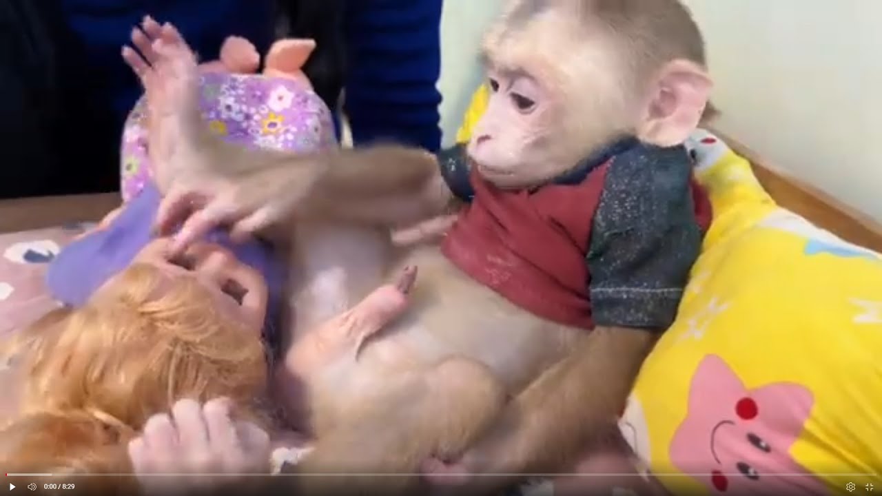 Baby monkey Miker 