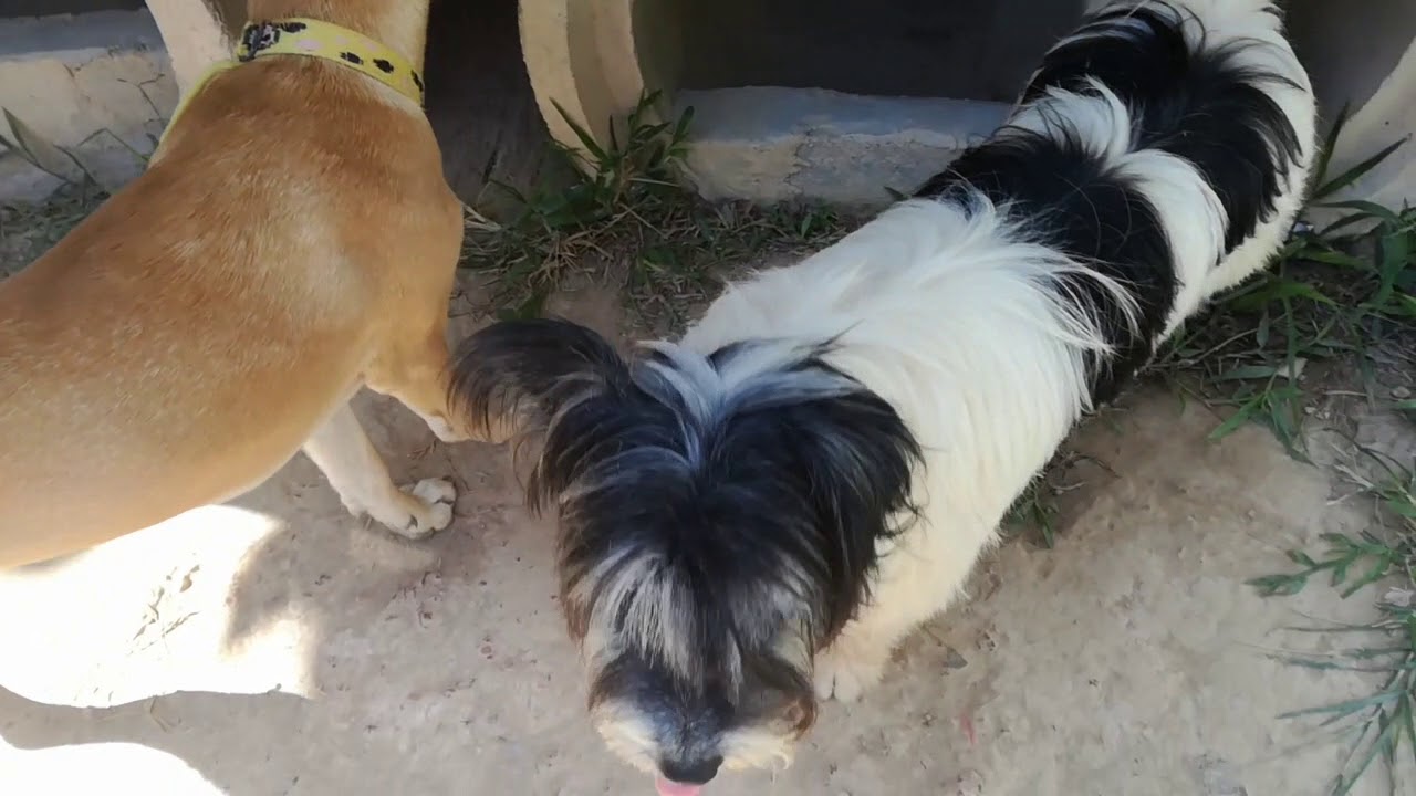 rescue dogs rock nyc WANTED: Forever Home for Sheldon | Lanta Animal Welfare