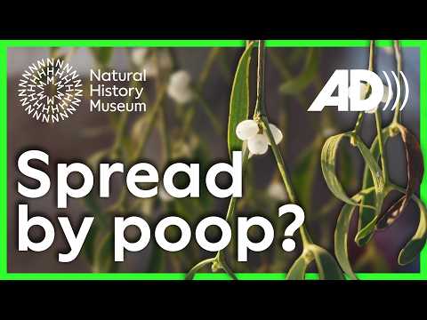 How does sticky bird poop help mistletoe spread? | Surprising Science (Audio Described)