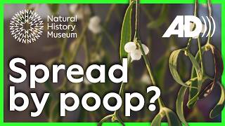 How does sticky bird poop help mistletoe spread? | Surprising Science (Audio Described)