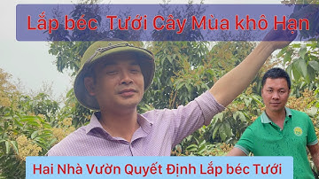 LẮP BÉC TƯỚI NƯỚC CÂY CHO CÂY VẢI THIỀU LỤC NGẠN BẮC GIANG
