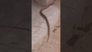 Ajgar Ne Pach Sal Ke Baccha Ko Nigel Lia