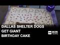 Dallas shelter dogs get giant birthday cake