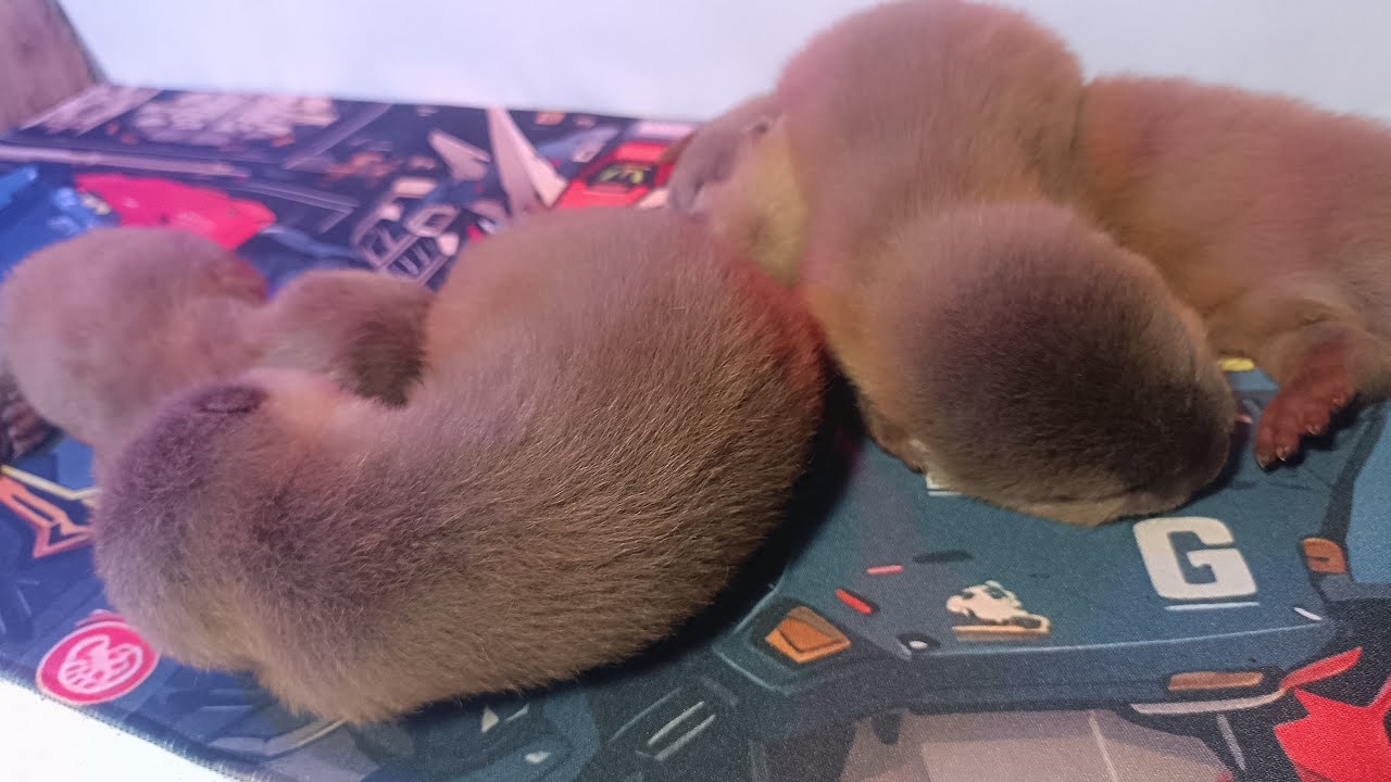 My Otters Sleeping
