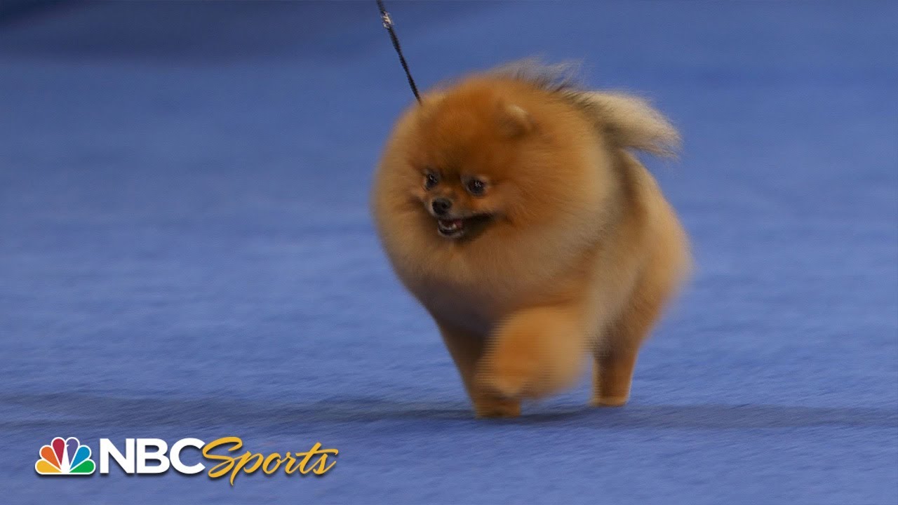 ⁣National Dog Show 2022: Toy Group (Full Judging) | NBC Sports