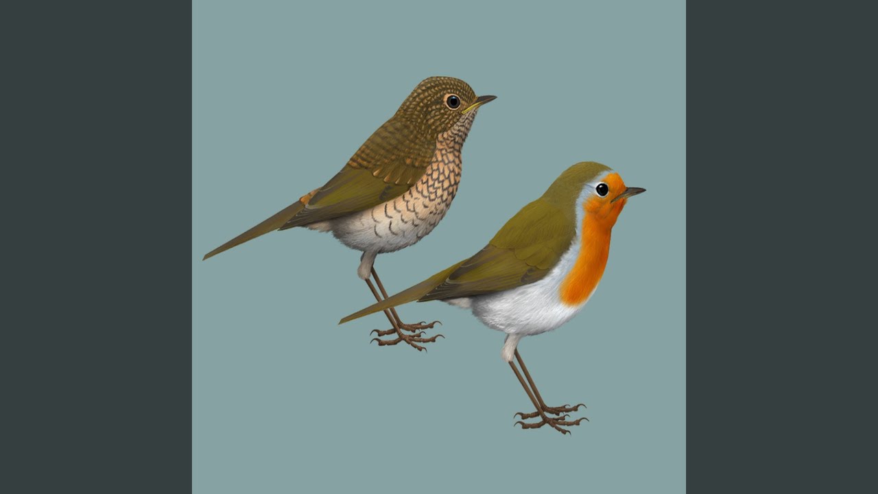 Bird call: Robin (Rudzik)