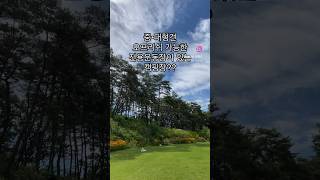 중 대형견 오프리쉬 가능 캠핑장??