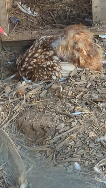 What Happened To This Chicken? #backyardchickens