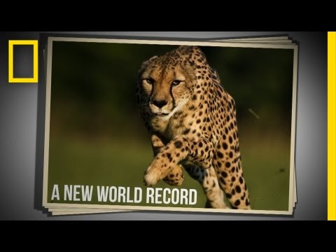 Cincinnati Zoo Cheetah Sets New World Speed Record in 100 Meter Run