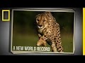 Cincinnati Zoo Cheetah Sets New World Speed Record in 100 Meter Run | National Geographic