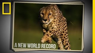 Cincinnati Zoo Cheetah Sets New World Speed Record in 100 Meter Run | National Geographic