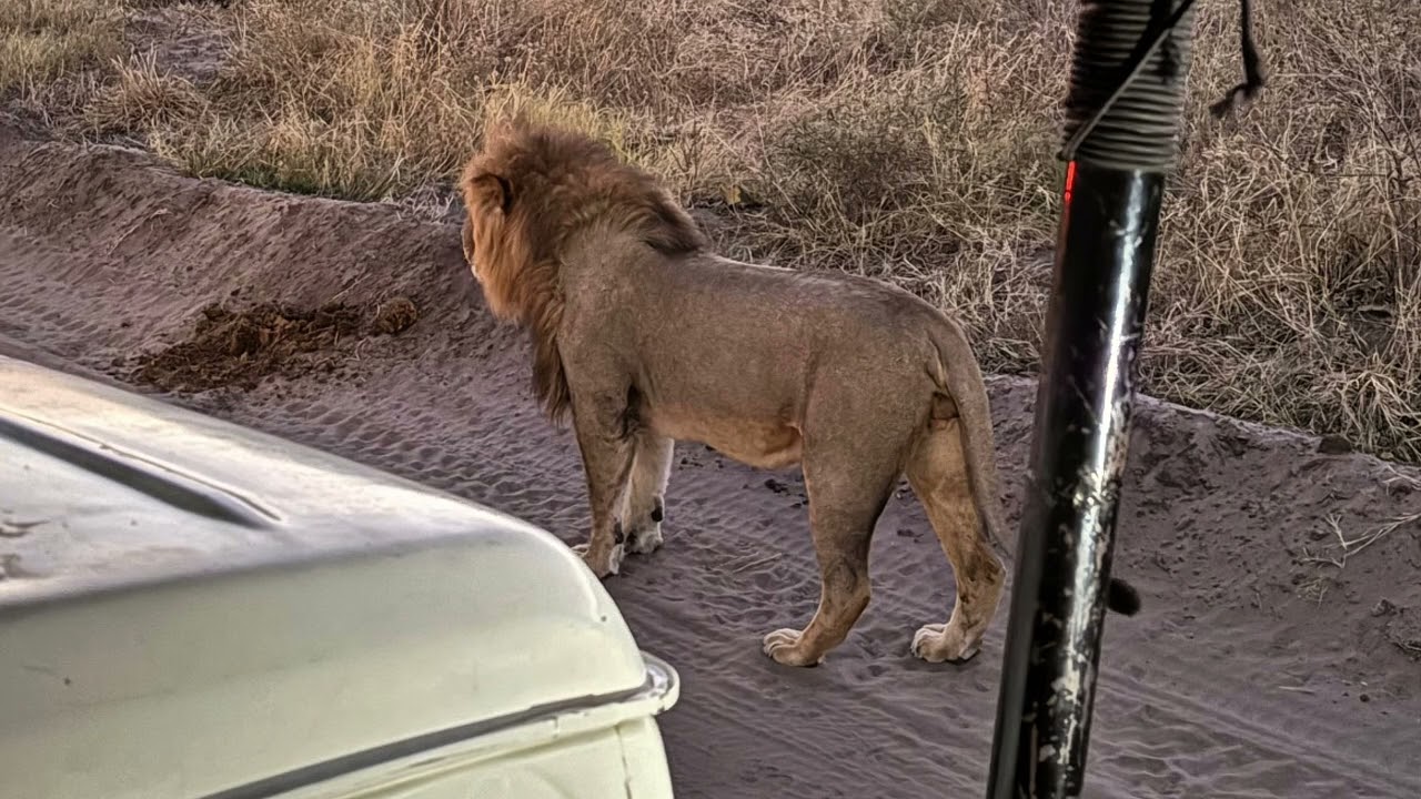Pretty Boy II, the Renegade lion, is still limping...