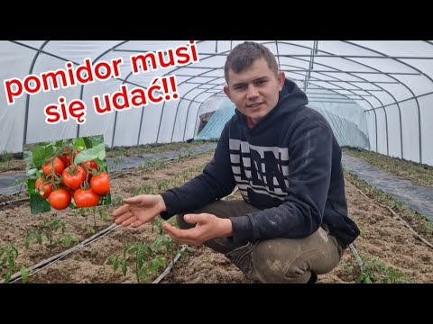 Wideo: Pielęgnacja drzewa pomidorowego Tamarillo - Informacje na temat uprawy pomidorów na drzewie