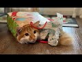 Fluffy Cat Sleeping In A Christmas Bag 😻