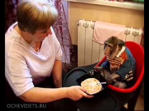 Кто хорошо гуляет тот и кушает хорошо :) - YouTube