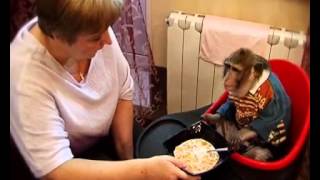 Один день из жизни Яванской макаки Ивана Один день из жизни Яванской макаки Ивана