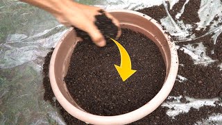 How to revive old potting soil