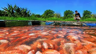 How an invasive fish breeds and produces thousands of offspring in our Natural Pond!