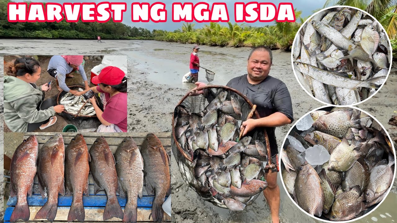 NAGHARVEST KAMI NG ISDA SA PALAISDAAN | ANG LAKI NG MGA NAHULING LANGISI | ANDAMING KITANG AT MIDYAD