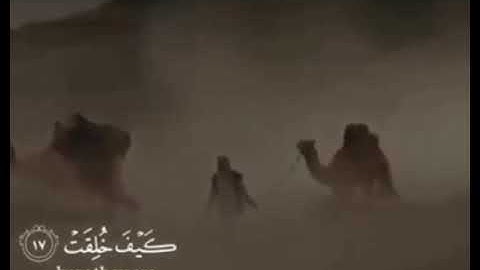 افلا ينظرون الى الابل كيف خلقت القارئ المبدع عبدالرحمن مسعد