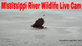 LIVE Mississippi River Wildlife Camera, Brainerd, MN