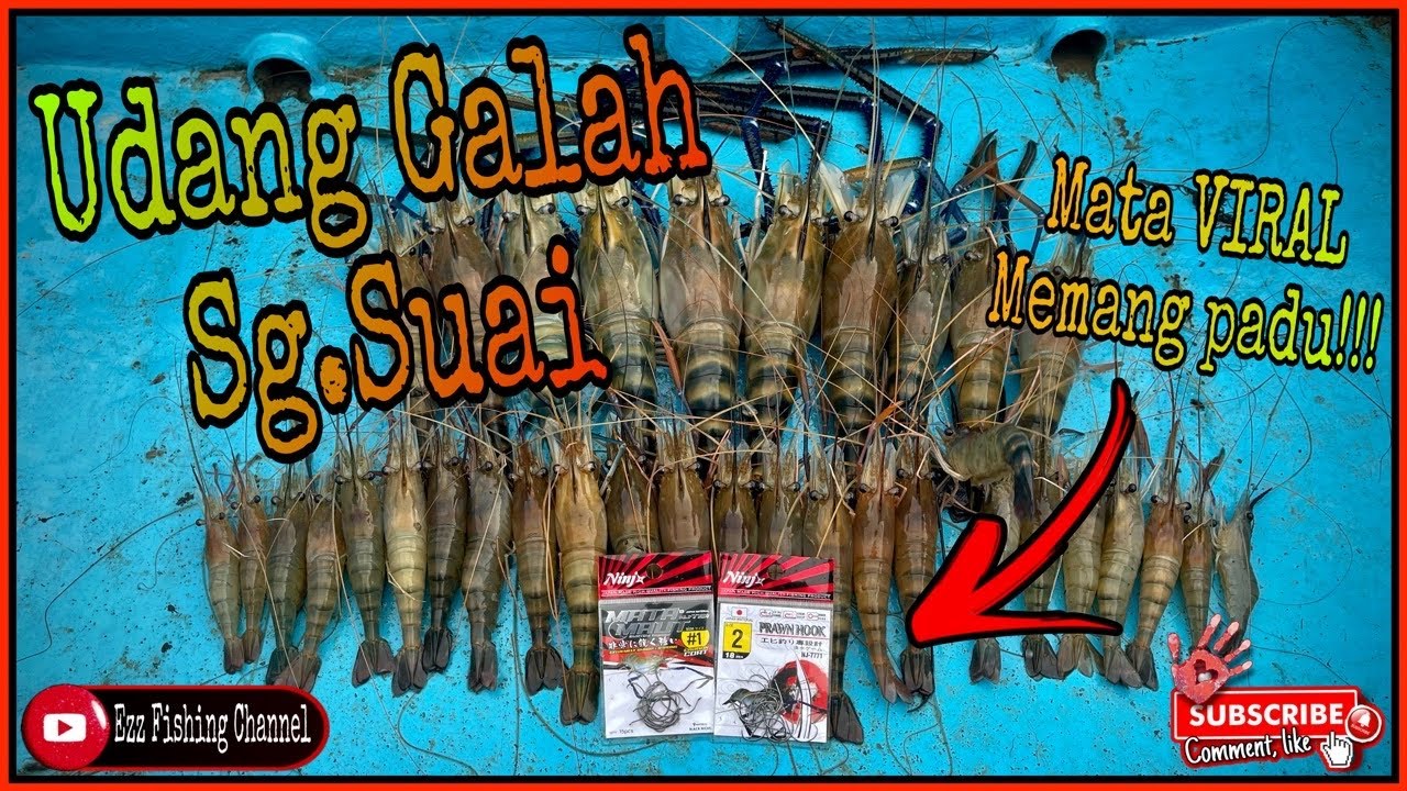 Udang Galah Sg.Suai | mata VIRAL memang mantap!!! #udanggalah  #mancingudang