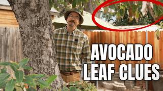 Why Your Avocado Leaves Are Brown (And the Mistake Making It Worse)