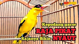 Download lagu KICAU SUARA kepodang emas gacor RAJA PIKAT ini RAJANYA BIKIN NYAUT kepodang lain