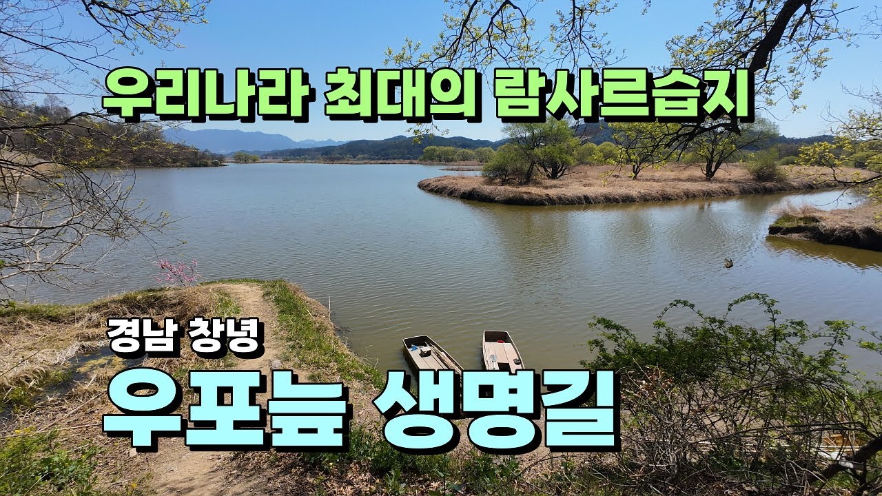 우리나라 최대의 람사르습지... 경남 창녕 우포늪 생명길. 봄에 걷기 좋은 길