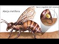 Morfología, fisiología y anatomía de la abeja “Apis Mellifera” - mini documental