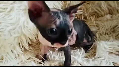 Video 1242671: calico sphynx, sphynx cattery, sphynx girl
