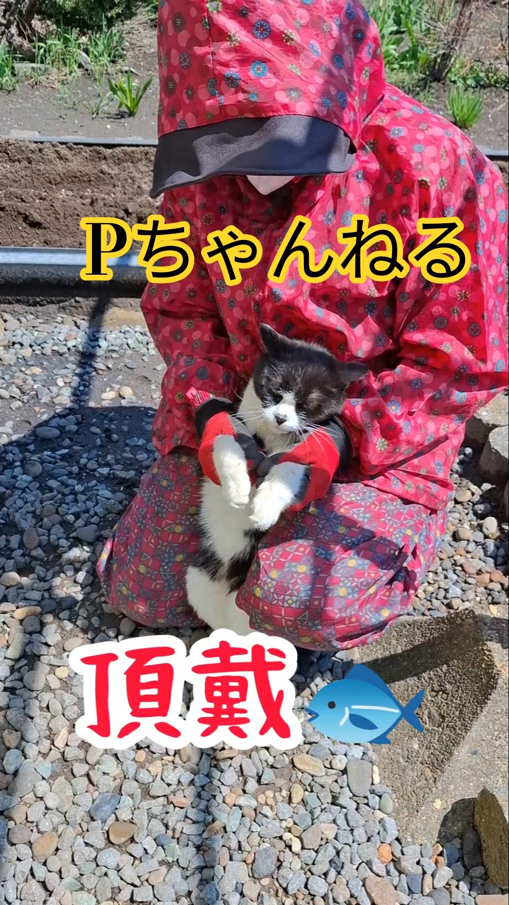 A violent mother and cat] #shorts - YouTube