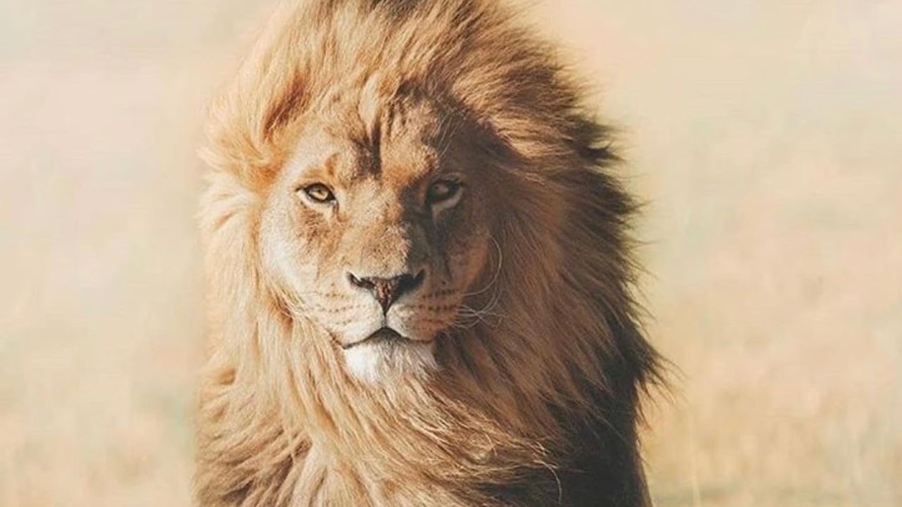 Kingdom prophetic words by El Olam Live Stream - YouTube