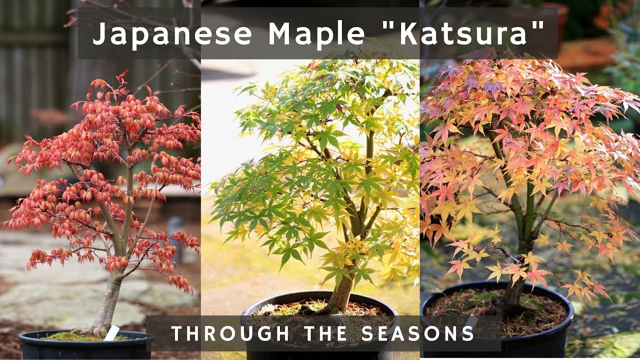 Japanese Maple 