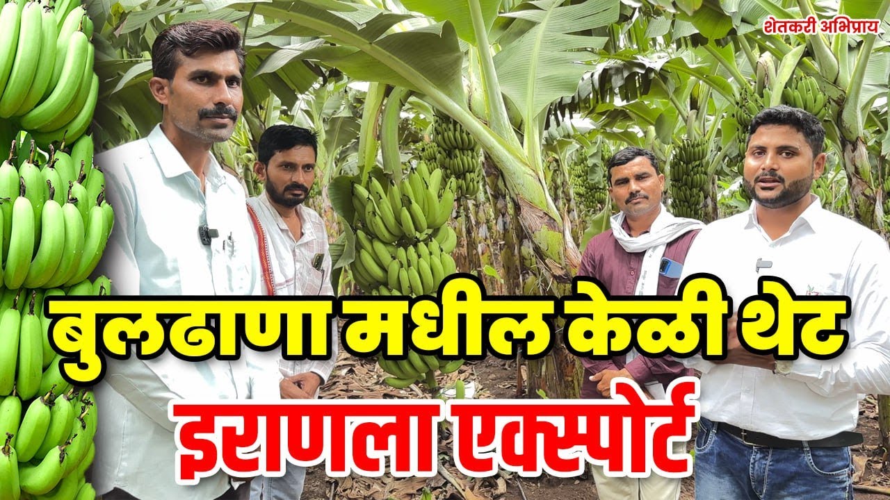 बुलढाणा मधील केळी थेट इराणला  l Buldhana madhil banana thet iran la