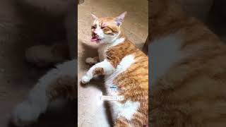 This cat is broken 💀 #funnycats #animals #shorts