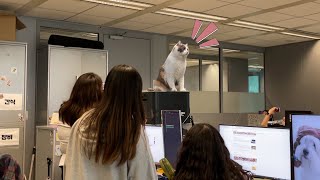 Bring your cat to work day