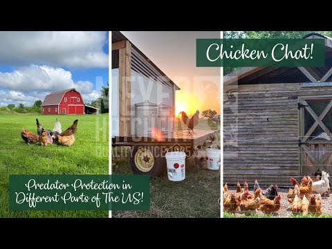 Chicken Chat Predator