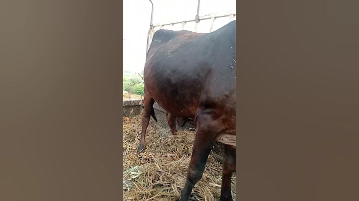 Video 9290031: cat best funny animal, best cat animal cute, cat fish funny