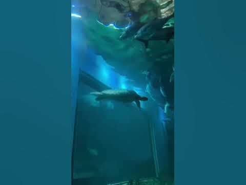 Океанариум Екатеринбурга😍#екатеринбург #океанариум #красота #fish # ...