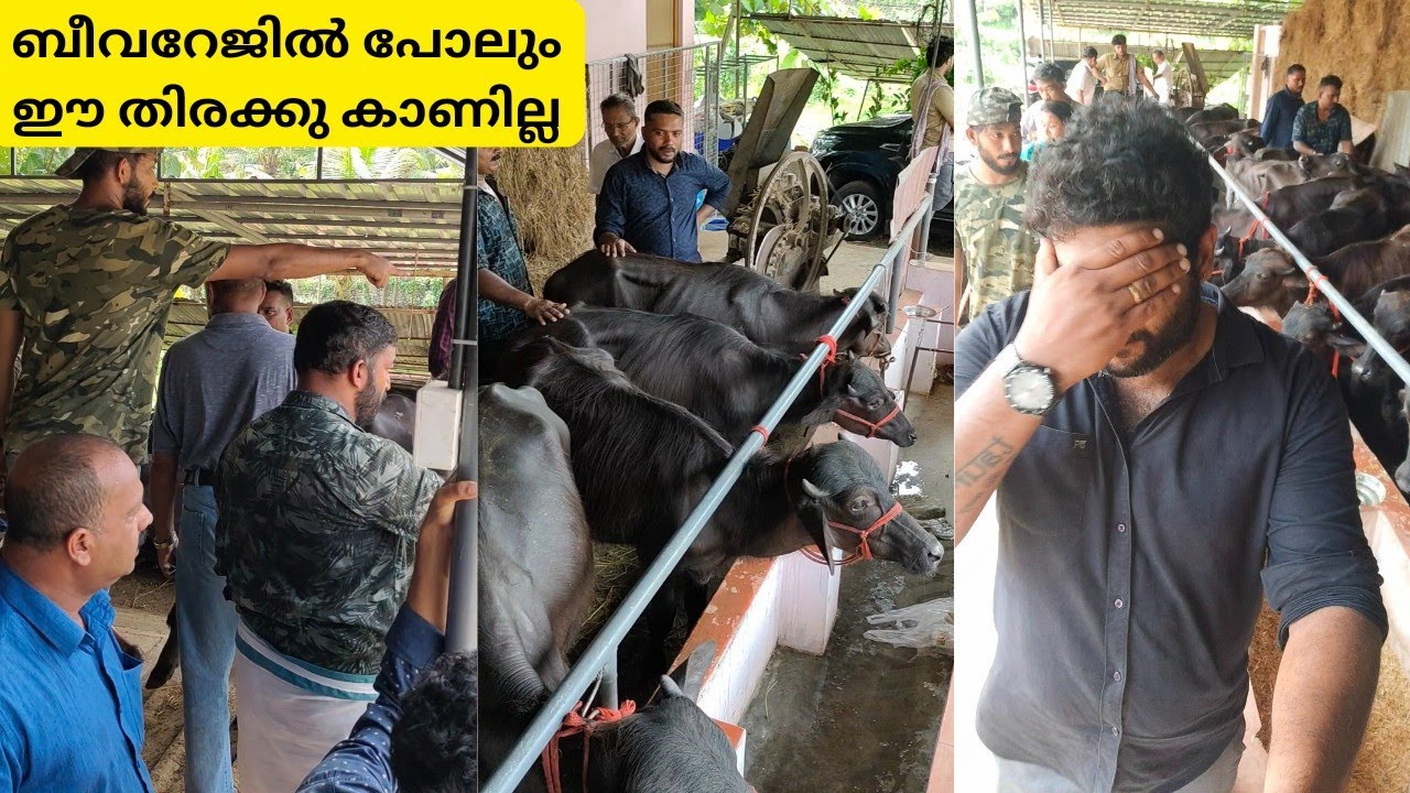 ബീവറേജിൽ പോലും കാണില്ല ഇത്രയും തിരക്ക്,പോത്തിനെ വാങ്ങാൻ തൊടുപുഴയിൽ എത്തിയ ആളുകളെ കണ്ടോ|Murrah farm