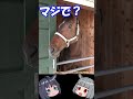 種付けが滅茶苦茶馬種牡 ウインバリアシオン #競馬 #jra #種牡馬