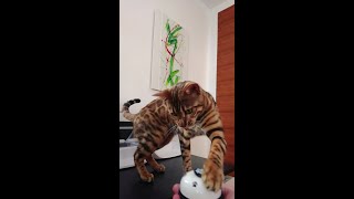 Bengal Katze Clickertraining